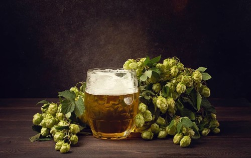 A mug of beer, on a wooden table, with a branch of fresh hops, rustic, no people
