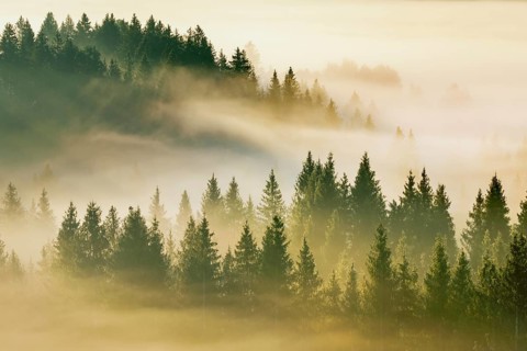 Fog and forest in Oberägeri in the canton of Zug, Switzerland, Europe