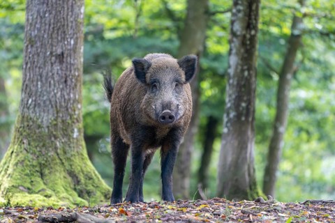 Wild boar (Sus scrofa), boar, Vulkaneifel, Rhineland-Palatinate, Germany, Europe