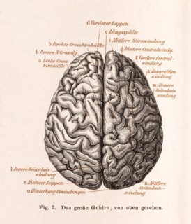 Medicine, anatomy, illustration, human brain from above, brain, cerebrum with detailed