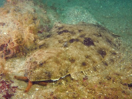 Well camouflaged flounder, eye-butt (Bothus ocellatus), lies between sand and marine growth. Dive