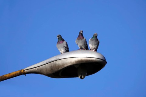 Three city pigeons on a street lamp, winter, Germany, Europe