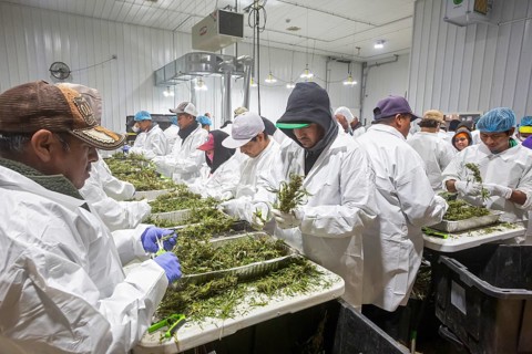 Paw Paw, Michigan, Migrant farmworkers at Grasshopper Farms trim the newly-harvested cannabis crop