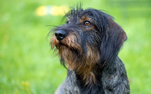 Rough-haired dachshund (Canis lupus familiaris) puppy, male, 3 years, animal portrait, meadow,