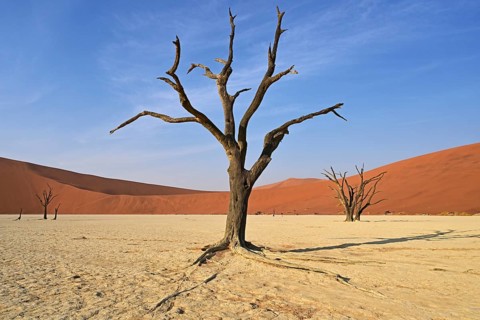 Dead camel thorn tree in the Deadvlei, Namib Desert, Namibia, Africa