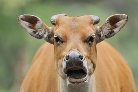 Tembadau (Bos javanicus), female, portrait, captive, occurrence in Southeast Asia