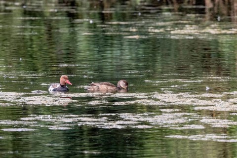 Red-crested Pochard (Netta rufina), pair, Baden-Württemberg, Germany, Europe