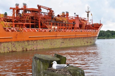 Gull, Black-legged Kittiwake breeding on the Kiel Canal, Kiel Canal, NOK, Schleswig-Holstein,
