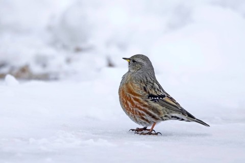 Alpine accentor (Prunella collaris) adult bird foraging in the snow in winter in the Alps