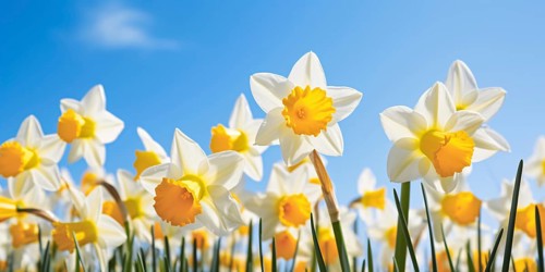 Daffodil spring flowers in front of blue sky. KI generiert, generiert AI generated