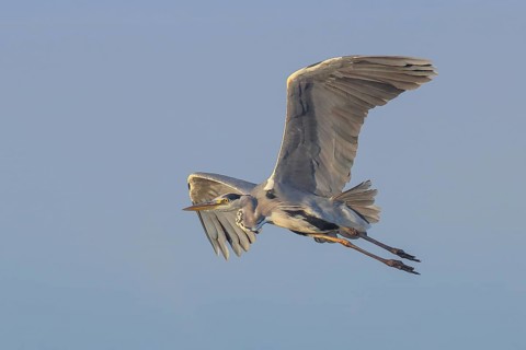 Grey heron (Ardea cinerea), adult, in flight, wildlife, nature photography, heron, water bird,