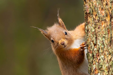 Red squirrel (Sciurus vulgaris) adult animal on a pine tree trunk in a forest, Yorkshire, England,