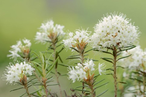 Swamp spurge (Rhododendron tomentosum, Ledum palustre), inflorescences, North Rhine-Westphalia,