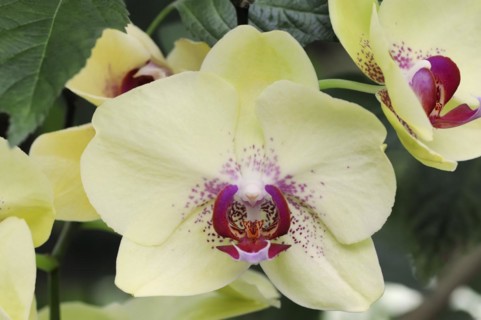 Butterfly orchid (Phalaenopsis), flower, houseplant, North Rhine-Westphalia, Germany, Europe
