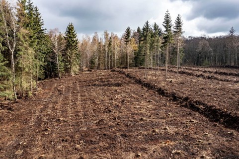 Area in the Arnsberg Forest near Rüthen-Nettelstädt, Soest district, reforestation, over 2500