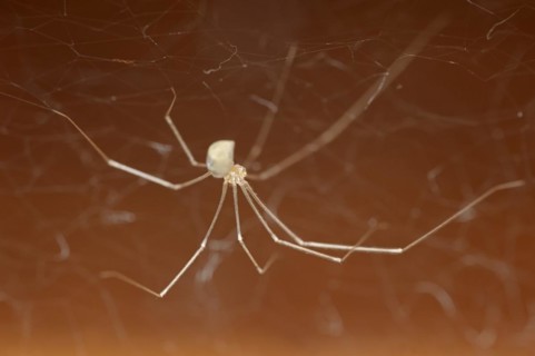 Long-legged cellar spider (Pholcus phalangioides), North Rhine-Westphalia, Germany, Europe