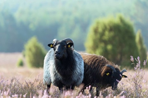 Heidschnucken (Ovis aries) in the blooming heathland, Südheide Nature Park, Lüneburg Heath, Lower
