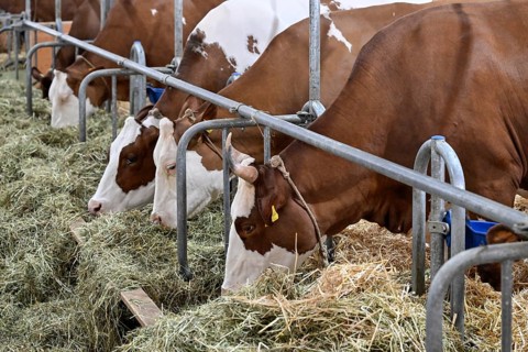 Swiss Fleckvieh dairy cows