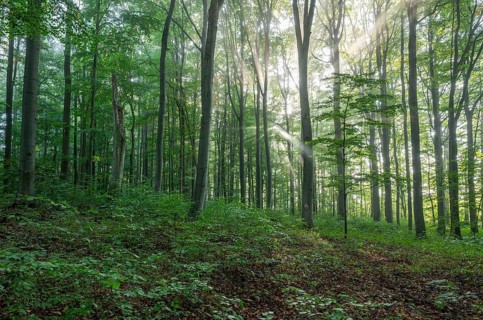European beech forest, common beeches (Fagus sylvatica), sunbeams, Hainich National Park,