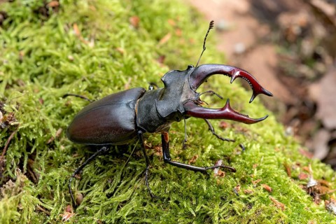 Stag beetle (Lucanus cervus), horned beetle, fire beetle, male with large mandibles, upper jaw,