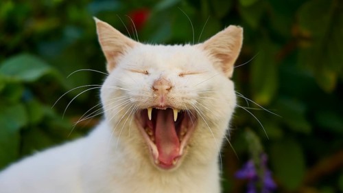 Close-up of a yawning white cat showing its teeth, surrounded by green leaves, cats, Rhodes Old