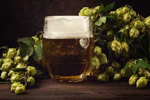 A mug of beer, on a wooden table, with a branch of fresh hops, rustic, no people