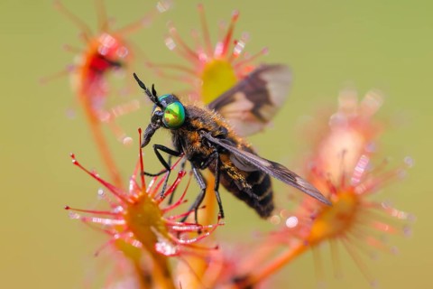 Oblong-leaved sundew (Drosera intermedia), with insect as prey, with a twin-lobed deerfly (Chrysops