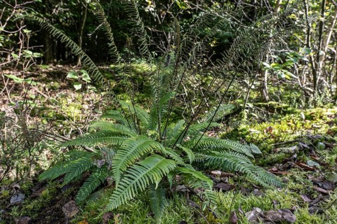Ribbed fern (Blechnum spicant), Emsland, Lower Saxony, Germany, Europe