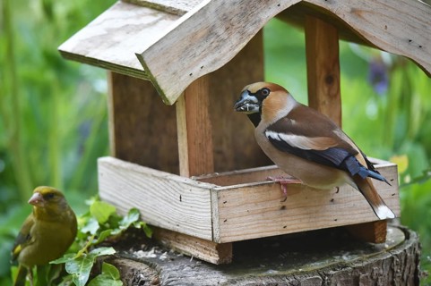 Hawfinch (Coccothraustes coccothraustes) and european greenfinch (Chloris chloris) at the birdhouse