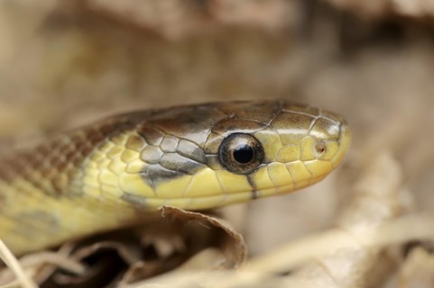 Aesculapian snake (Zamenis longissimus, Elaphe longissima), portrait, Baden-Württemberg, Germany,