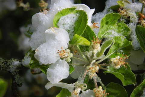 Apple blossoms on a tree in an orchard in the Eastern Ore Mountains. A cold snap led to late