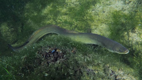 European eel (Anguilla anguilla) swimming along the aquatic plants and rocky bottom. Dive site