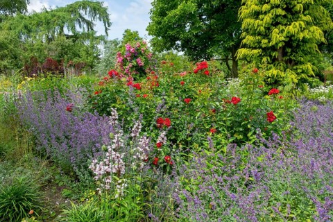 Perennial bed with roses and catmint, Burgsteinfurt district educational garden, Münsterland, North