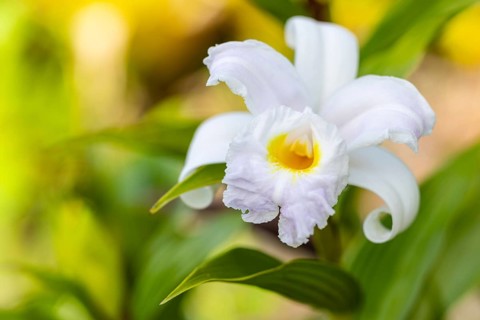 Cattleya Orchis, orchid family, (Orchidaceae) La Fortuna, Guanacaste, Costa Rica, Central America