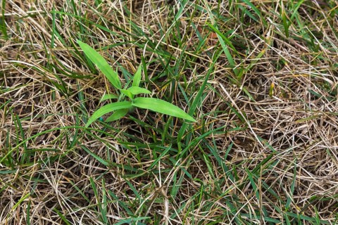 Top view and close-up of Digitaria ciliaris, Crabgrass growing in distressed Poa pratensis,