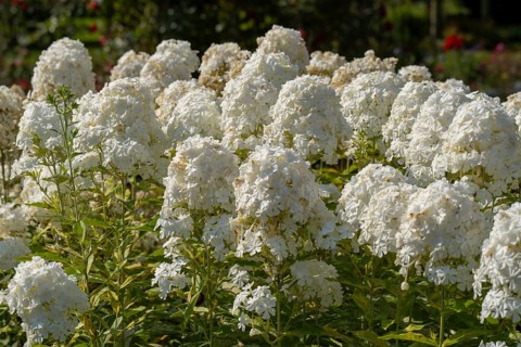 Common viburnum (Viburnum opulus), North Rhine-Westphalia, Germany, Europe