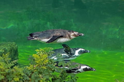 African penguin (Spheniscus demersus), swimming, captive