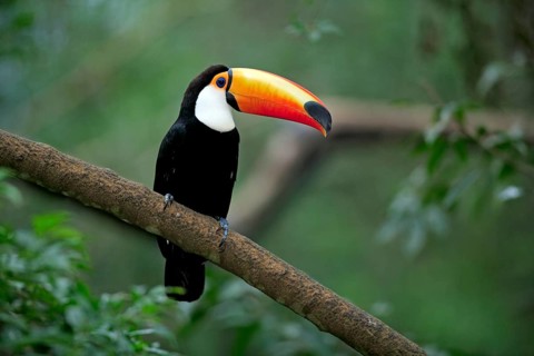 Giant toucan (Ramphastos toko), adult, on tree, Pantanal, Brazil, South America