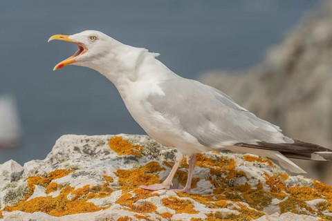 Herringgull (Larus argentatus) screaming on a rock at the edge of a cliff. Camaret, Crozon,