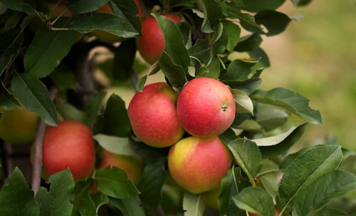 Close-up, Golden Delicious apple variety, apple orchard, fruit orchard, agriculture, agribusiness,