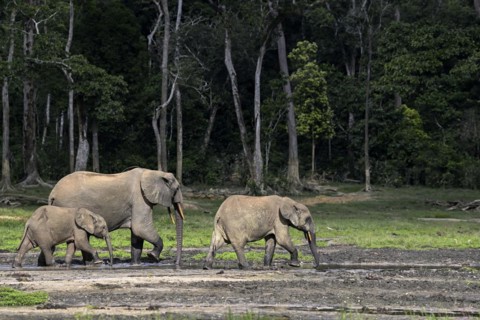 African forest elephants (Loxodonta cyclotis) in the Dzanga Bai forest clearing, Dzanga-Ndoki