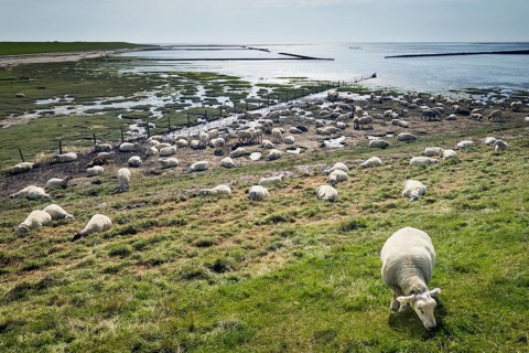Sheep on the dyke, Rantum Basin, cycle tour, tourism, travel, North Sea, island, Sylt, Germany,