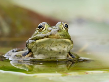 Green frog (Pelophylax esculentus) Portrai, North Rhine-Westphalia, Germany, Europe