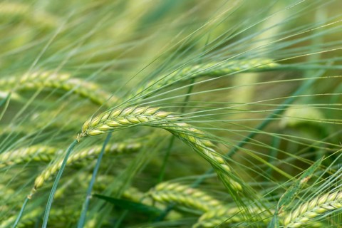 Barley field, ears of barley (Hordeum vulgare) unripe, Baden-Württemberg, Germany, Europe