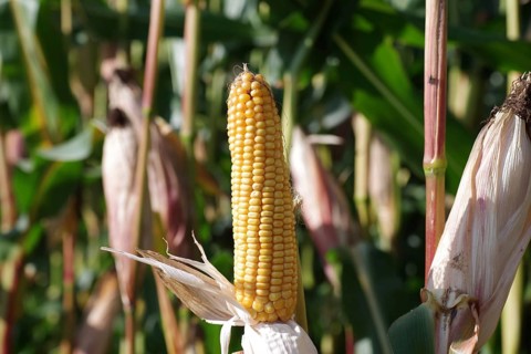 Corn (Zea mays), Cereals, Agriculture, Field, Germany, A corn field with ripe corn cobs. The