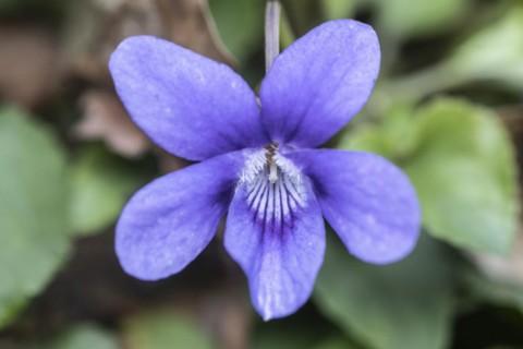Heath dog-violet (Viola canina), North Rhine-Westphalia, Germany, Europe