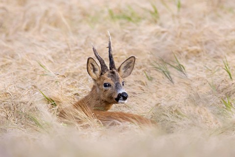 European roe deer (Capreolus capreolus) buck, male with deformed antlers showing distorted spike in
