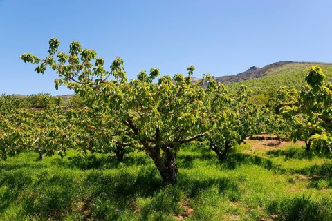 A landscape with green fruit trees in front of a mountain under a clear blue sky, cherry trees,