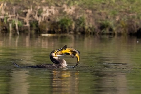 Cormorant in the water devouring a tench (Tinca tinca), Hesse, Germany, Europe