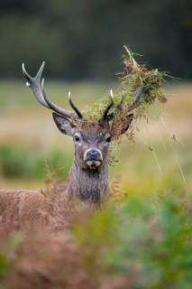 Red deer (Cervus elaphus) stag in grassland at forest's edge with antlers covered in ferns during